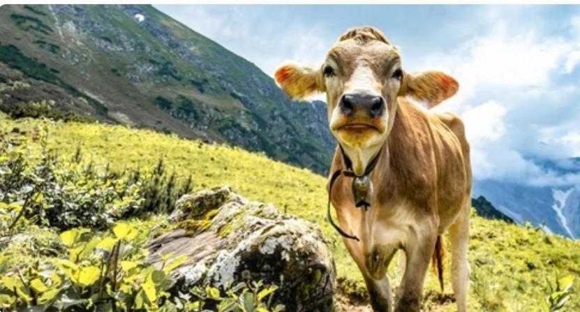 Ferienwohnung Weber Alpenglueck Lechbruck Εξωτερικό φωτογραφία
